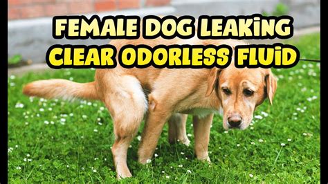 why is my dogs nipples leaking clear fluid|Clear Fluid from Female Dogs: Vaginal Discharge。